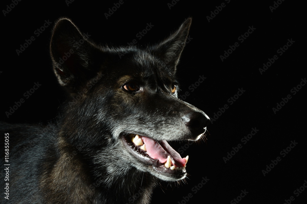 Wolfshund Wolfshund