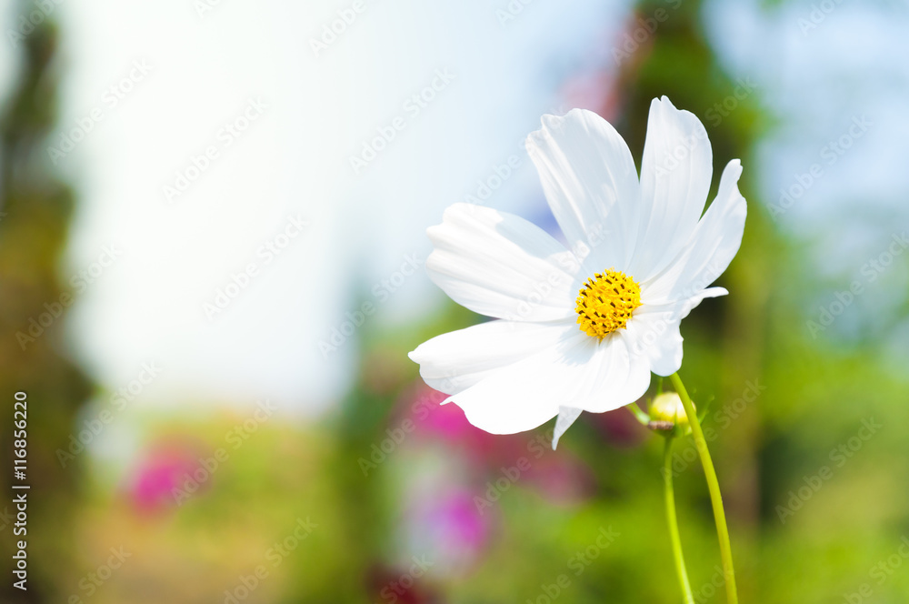 Beautiful cosmos flowers (Cosmos Bipinnatus) in the garden for background Beautiful cosmos flowers (Cosmos Bipinnatus) in the garden for background