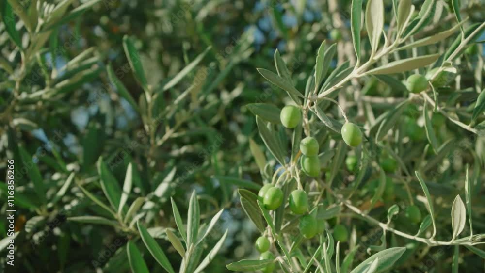 Olives close up on an olive branch at sunlight with some olive branches blurred at background. Handheld shot. Olives close up on an olive branch at sunlight with some olive branches blurred at background. Handheld shot.