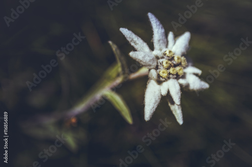 Closeup of a protected rare Edelweiss flower (Leontopodium alpinum) in Bucegi mountains, Romania. Shallow depth of field, selective focus.