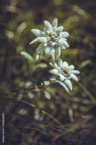 Closeup of two protected rare Edelweiss flowers (Leontopodium alpinum) during summer in Bucegi mountains, Romania. Shallow depth of field, selective focus.