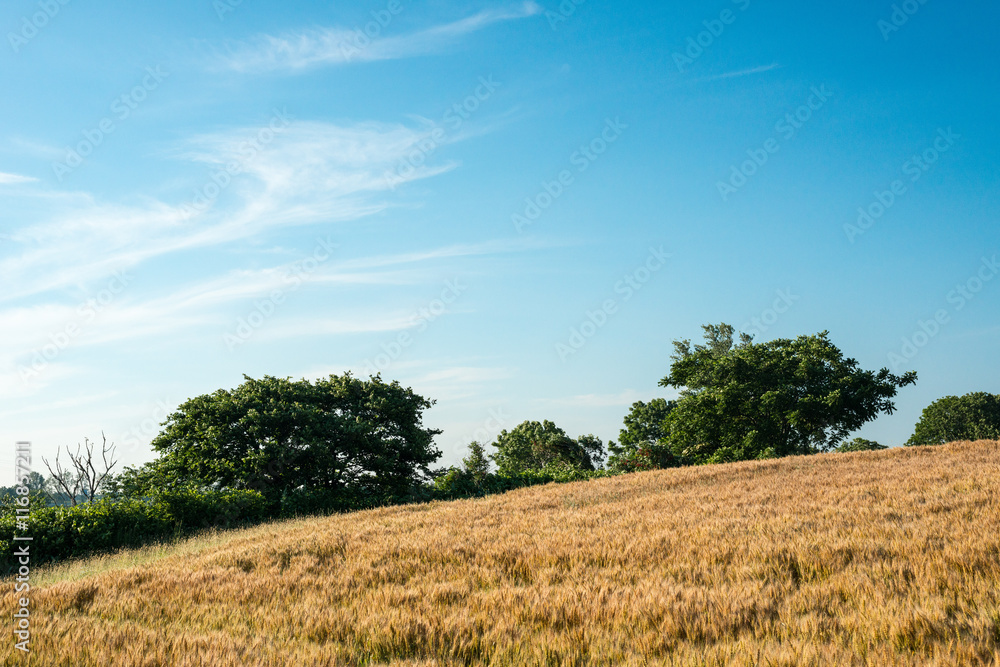 Obraz premium 小麦畑