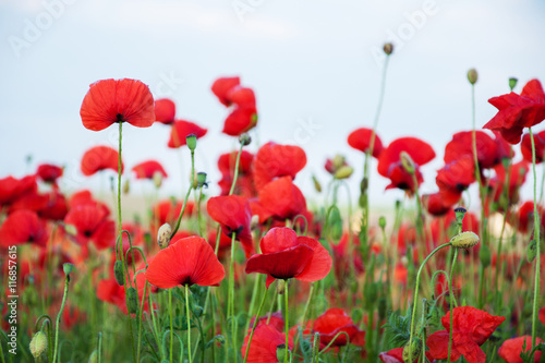 meadow with beautiful red poppy flowers © Es75