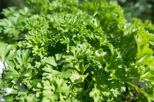 Parsley close up