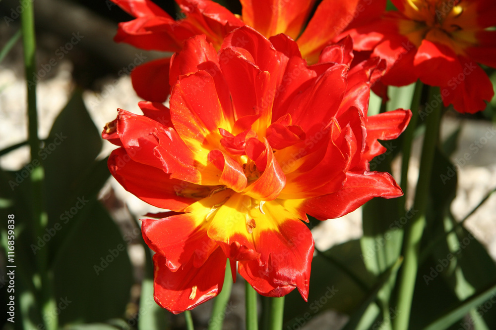 The blooming red tulips in the spring.