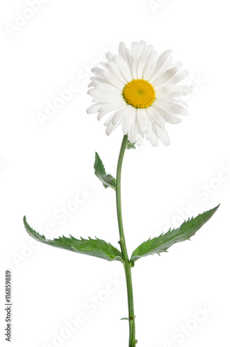 Fototapeta Naklejka Na Ścianę i Meble -  chamomile flower on white background