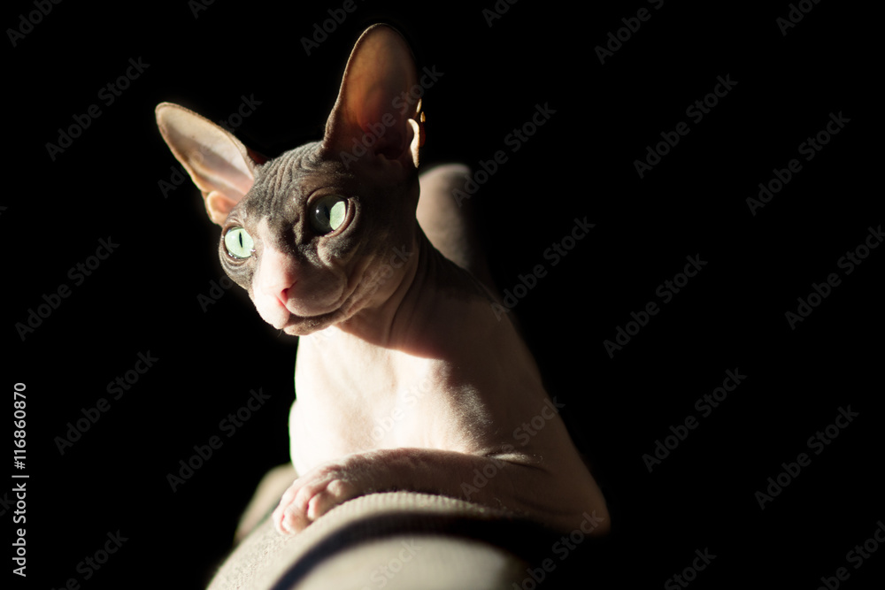Cat breed Sphynx in the light of the sun from the window of the evening light on a black background