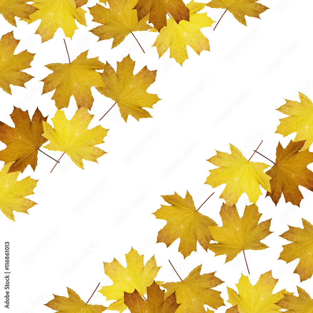 Fototapeta premium Beautiful autumn background with maple leaves isolated 