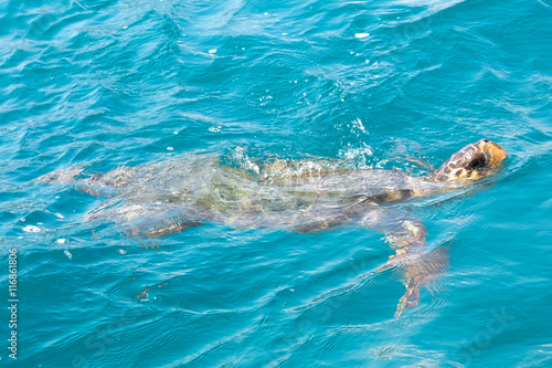 Caretta Caretta turtle in Laganas Zakynthos Greece.