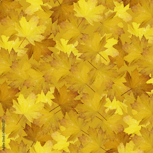 Beautiful autumn background with maple leaves isolated 