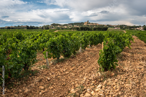 Картината върху платно Chateauneuf Du Pape - one of the best wine appellation in France