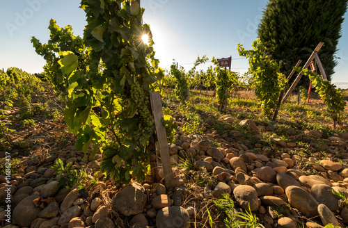 фотографія Chateauneuf Du Pape - one of the best wine appellation in France