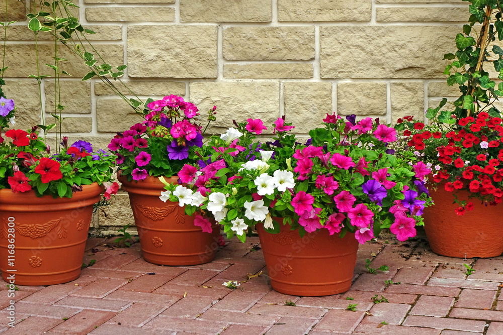 Many Clay Flowerpots With Blooming Plants At  Stone Wall