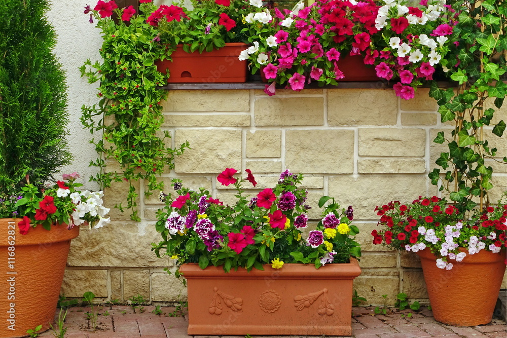 Many Clay Flowerpots With Blooming Plants At  Stone Wall