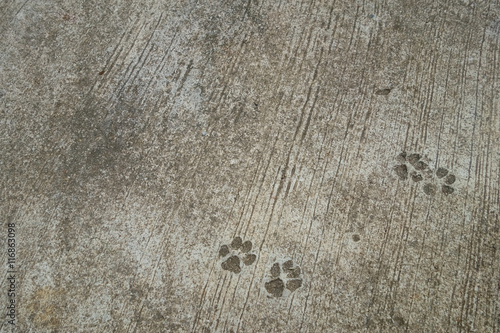 The Dog's Footprint on Cement Concrete Floor Background.