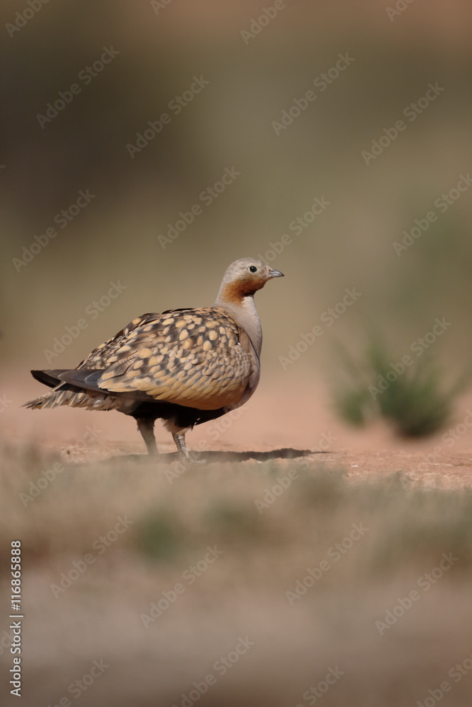 Black-bellied sandgrouse, Pterocles orientalis Black-bellied sandgrouse, Pterocles orientalis