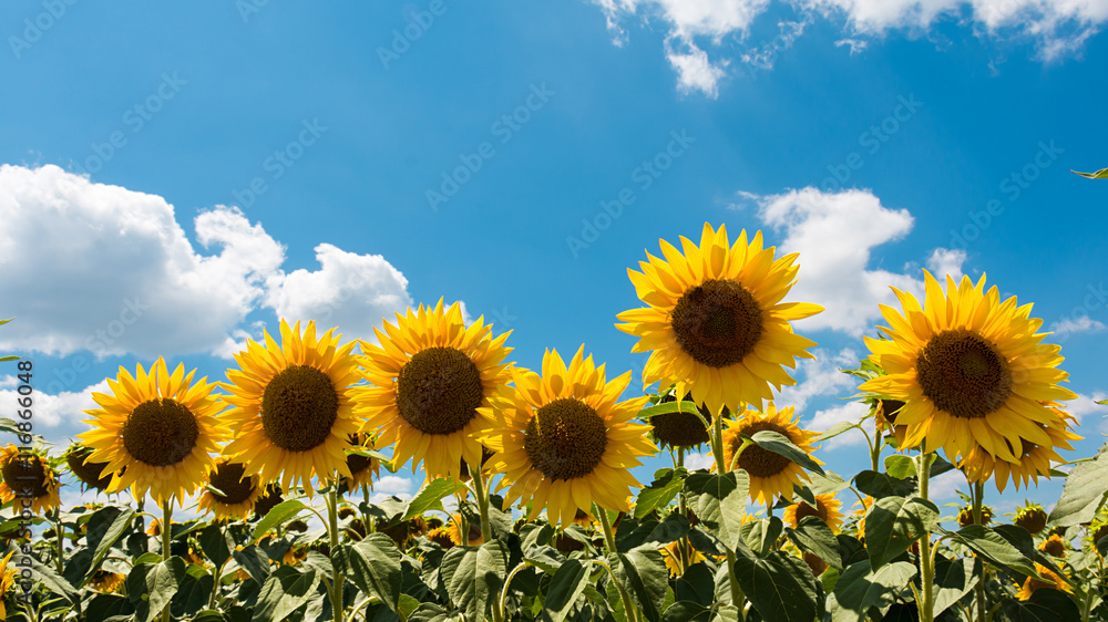Fototapeta premium Sunflowers