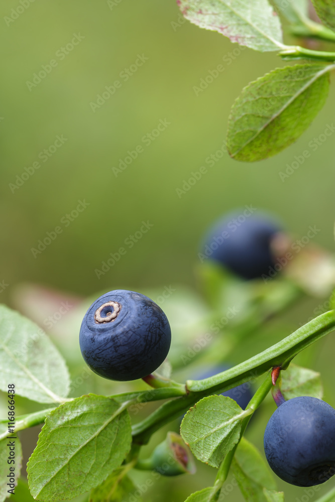 ripe blueberry on green bush for good vision ripe blueberry on green bush for good vision