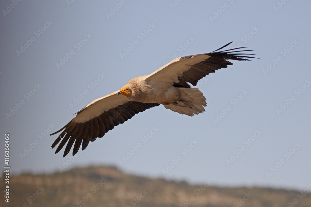 Fototapeta premium Egyptian vulture, Neophron percnopterus