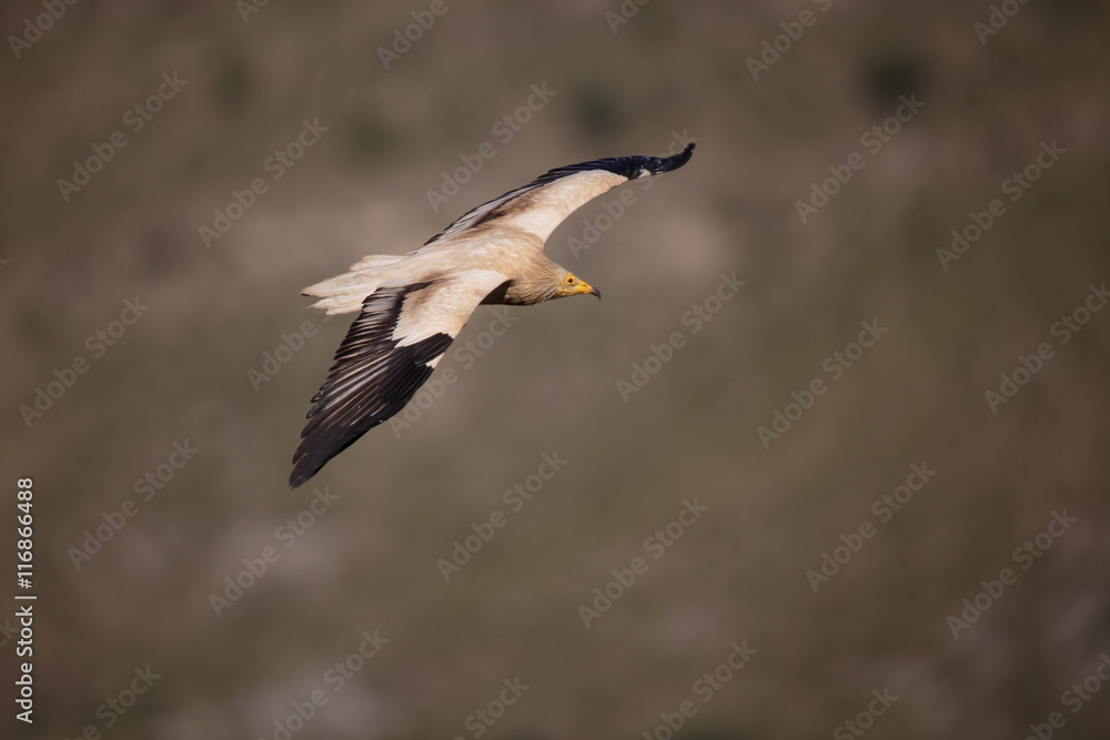 Egyptian vulture, Neophron percnopterus Egyptian vulture, Neophron percnopterus