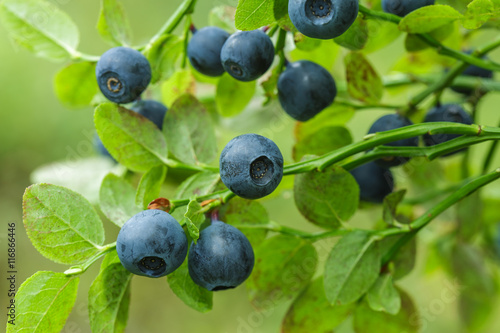 ripe blueberry on green bush for good vision