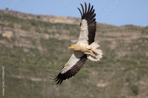 Egyptian vulture, Neophron percnopterus photo