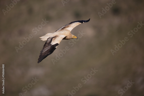 Egyptian vulture, Neophron percnopterus