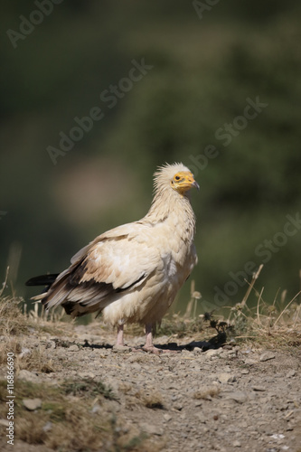 Egyptian vulture  Neophron percnopterus