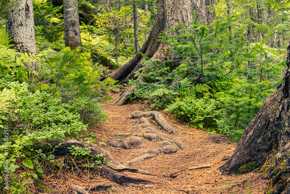 trail in the forest