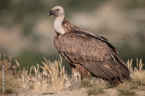 Griffon vulture  Gyps fulvus