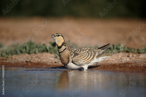 Pin-tailed sandgrouse, Pterocles alchata