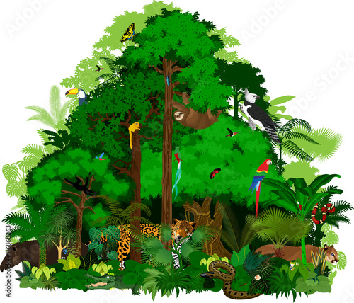 Rainforest vector illustration. Vector Green Tropical Forest jungle