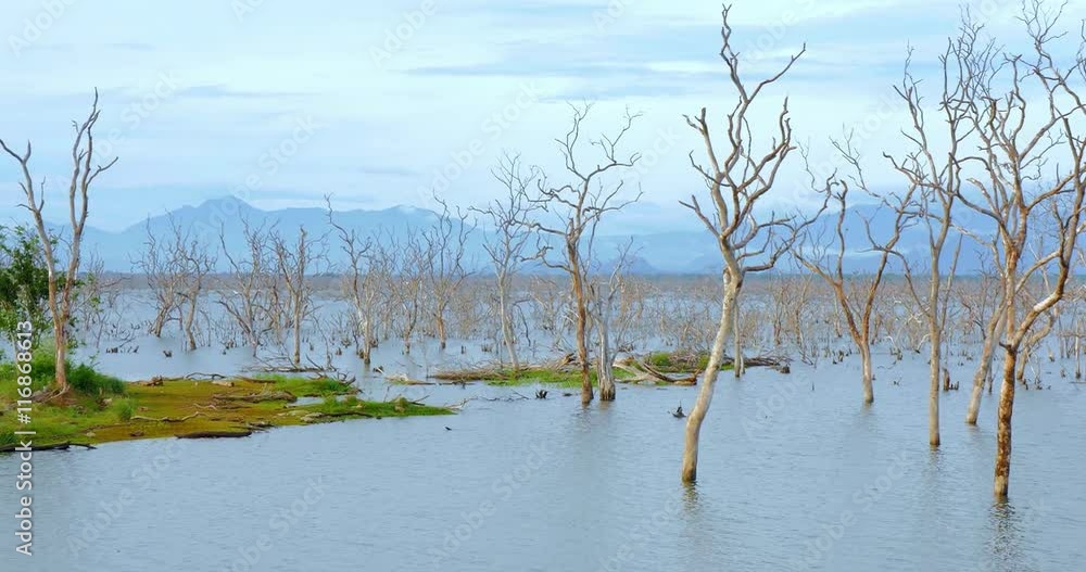 Wetlands view of Yala national park in Sri Lanka. Old dead trees in flooded land Wetlands view of Yala national park in Sri Lanka. Old dead trees in flooded land
