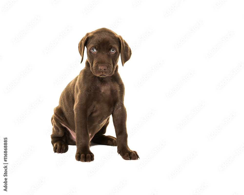 Cute looking brown labrador puppy dog with blue eyes sitting isolated on a white background