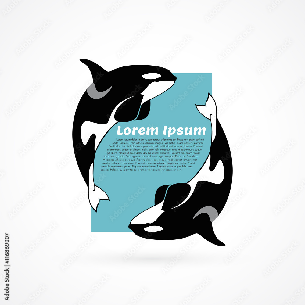 Fototapeta premium orca whale template sample poster frame on white background