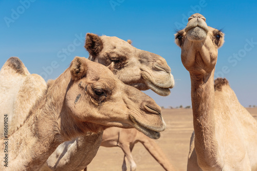 camels in the desert © arbalest