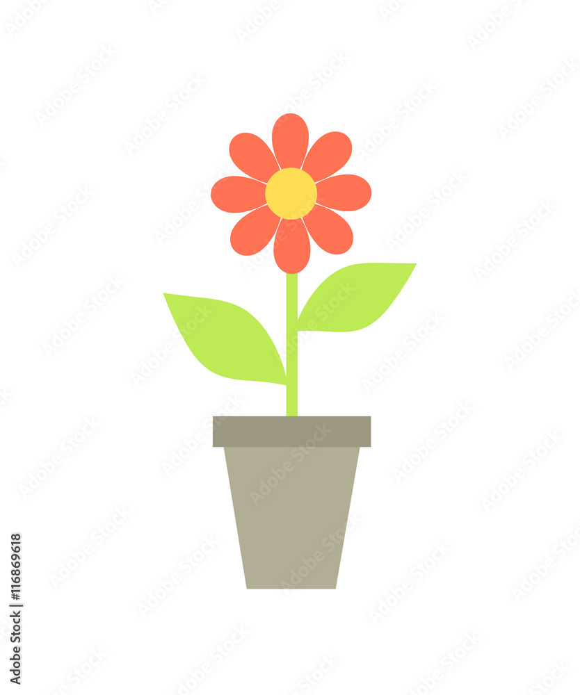 Red flower in the pot Red flower in the pot