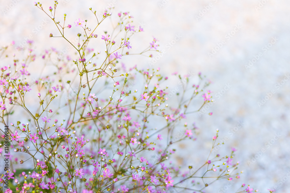 delicate, lace bush of small bright pink flowers on a light motley background