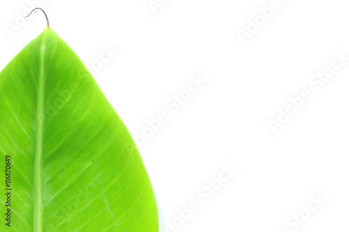 close up top view banana leaf isolated on white background