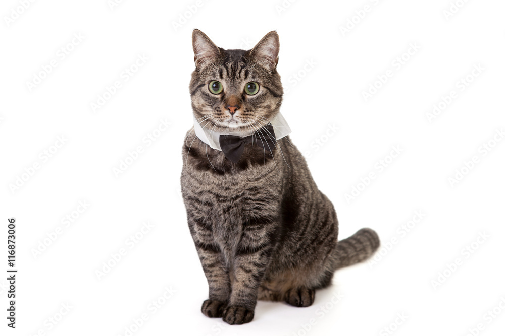 Cat Wearing Bowtie