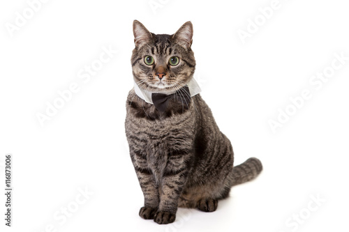 Fototapeta Naklejka Na Ścianę i Meble -  Cat Wearing Bowtie