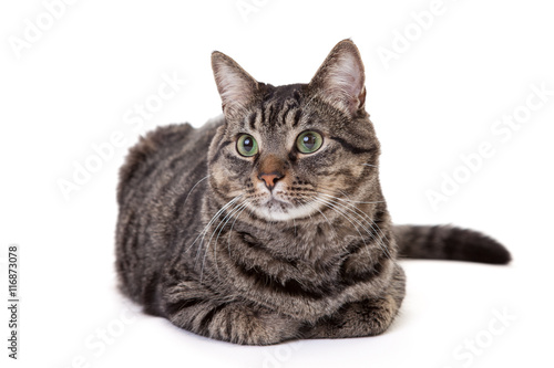 Fototapeta Naklejka Na Ścianę i Meble -  Cute Tabby Cat Isolated on White