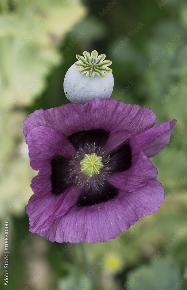 Fototapeta premium Schlafmohn - Papaver somniferum
