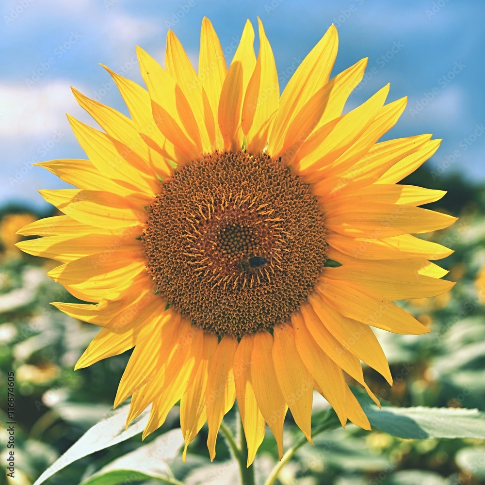 Obraz premium Sunflowers blooming in farm - field with blue sky and clouds. Beautiful natural colored background. Flower in nature.