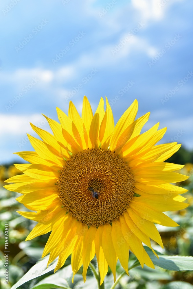 Sunflowers blooming in farm - field with blue sky and clouds. Beautiful natural colored background. Flower in nature. Sunflowers blooming in farm - field with blue sky and clouds. Beautiful natural colored background. Flower in nature.