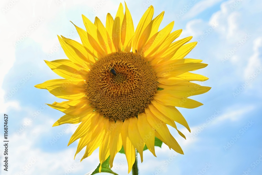 Sunflowers blooming in farm - field with blue sky and clouds. Beautiful natural colored background. Flower in nature. Sunflowers blooming in farm - field with blue sky and clouds. Beautiful natural colored background. Flower in nature.