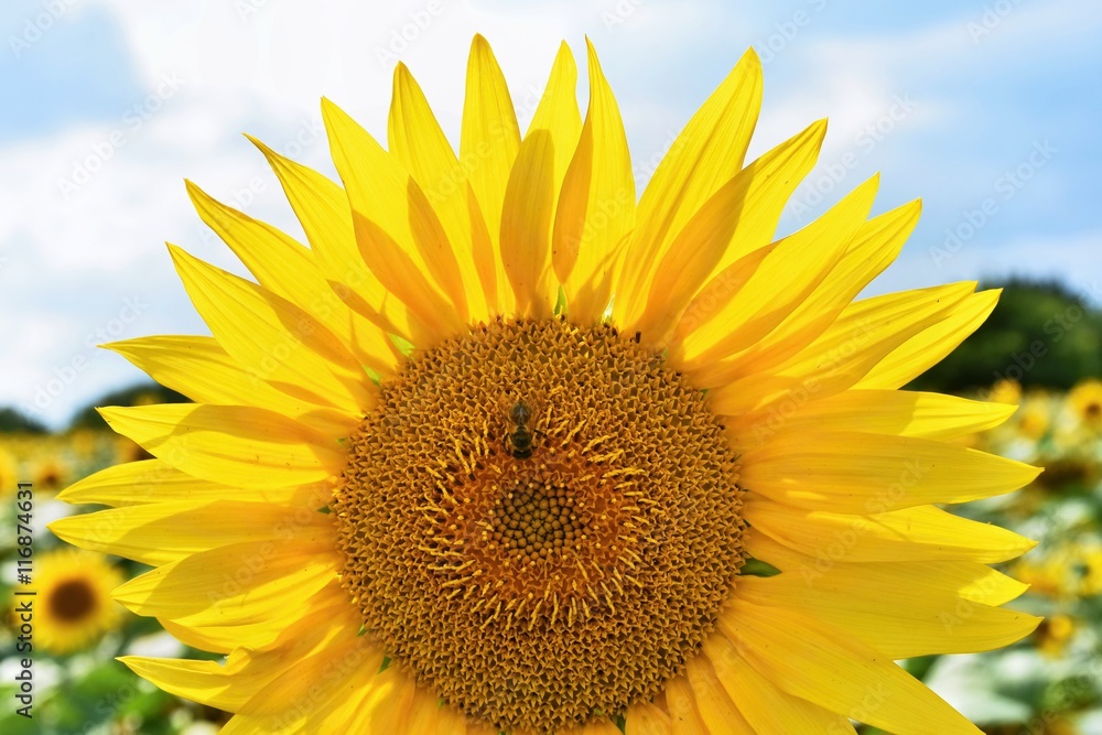 Sunflowers blooming in farm - field with blue sky and clouds. Beautiful natural colored background. Flower in nature. Sunflowers blooming in farm - field with blue sky and clouds. Beautiful natural colored background. Flower in nature.
