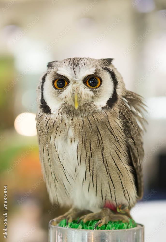 Obraz premium Owls looking