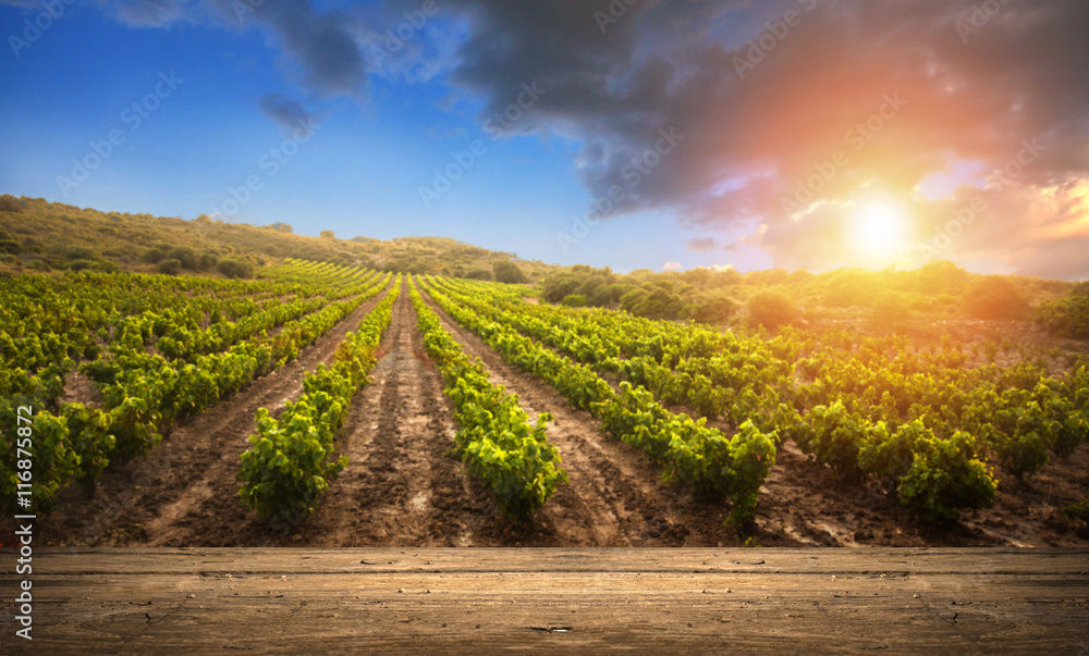 Obraz premium Red wine with barrel on vineyard in green Tuscany, Italy