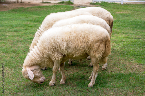 Flock of sheep eating grass at a farm